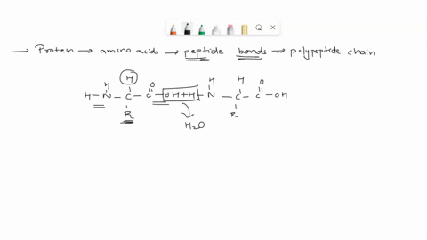 form-peptides-proteins-when-two-amina-acids-are-oined-amino-acids-link-together-forms-dipeptide-while-three-form-tripeptidc-and-many-form-a-polypeptide-together-amino-acids-can-only-be-added-16694
