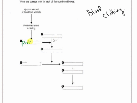 10briefly-describe-the-steps-in-blood-clotting-exercise-10formation-of-a-blood-clot-instructions-write-the-correct-term-in-each-of-the-numbered-boxes-injury-or-removal-of-blood-from-vessels-03037