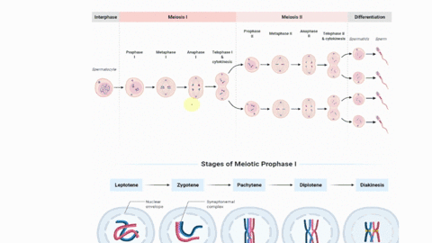 an-organisms-traits-are-determined-by-the-specific-combination-of-inherited____________-a-cells-b-ge-88139