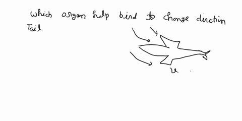 which-organ-helps-the-bird-to-change-its-direction-while-flying-in-air-99687