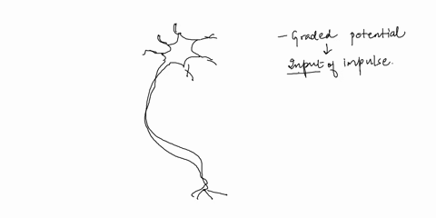 in-the-diagramwhere-do-graded-potentials-occur-select-all-that-apply-20153