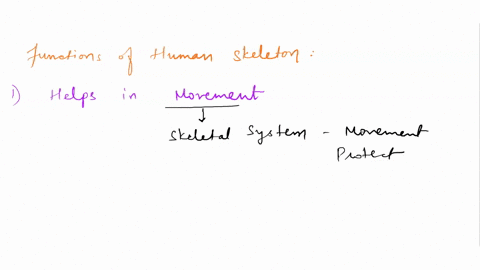 briefly-describe-two-functions-of-the-human-skeleton-95372