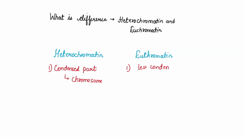 what-is-the-difference-between-heterochromatin-and-euchromatin-06254