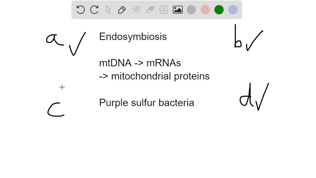 Which discovery supported the endosymbiotic theory