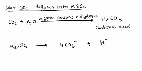 the-majority-of-carbon-dioxide-in-the-blood-is-transported-by-________-a-binding-to-hemoglobin-b-dissolution-in-the-blood-c-conversion-to-bicarbonate-d-binding-to-plasma-proteins-89563