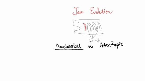 4-there-is-some-controversy-about-whether-jaws-first-arose-to-support-predation-or-and-food-handling-or-to-increase-efficient-gill-ventilation-a-briefly-describe-the-evolutionary-origin-of-t-57332