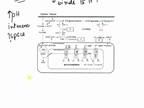 problem-2-24-dinitrophenol-dnp-affects-electron-transport-and-oxidative-phosphorylation-in-mitochondria-by-binding-to-h-ions-in-the-intermembrane-space-and-then-because-the-24-dinitrophenol-30236