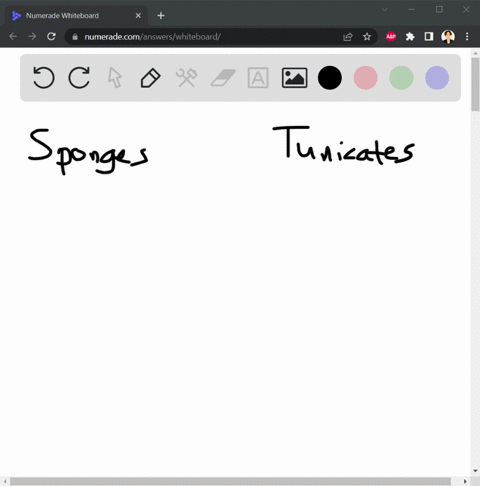 compare-and-contrast-filter-feeding-in-these-two-types-of-animals-sponges-and-tunicates-describe-how-they-are-similar-and-how-they-are-different-60313