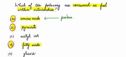 which-of-the-following-are-consumed-as-fuel-within-mitochondria-choose-one-or-more-a-amino-acids-b-pyruvate-acetyl-coa-d-fatty-acids-e-glucose-02815