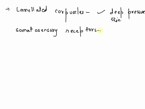 lamellated-corpuscles-detect-deep-pressure-applied-to-the-skin-which-of-the-following-properly-classifies-these-receptors-55788