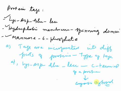 6-specific-structural-features-tag-proteins-for-transport-to-various-intracellular-and-extracellular-destinations-several-examples-were-described-in-chapter-12-including-1-the-short-peptide-61448