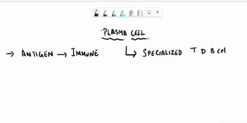 plasma-cells-are-terminally-differentiated-and-memory-b-cells-maintain-the-capacity-to-transform-into-a-plasma-cell-if-exposed-to-its-antigen-true-or-false-06225