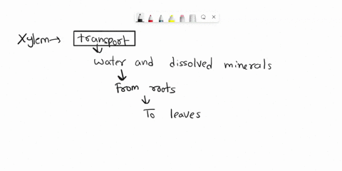give-the-function-of-xylem-and-phloem-and-mention-the-main-function-of-its-parts-15132