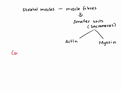 the-contraction-of-skeletal-muscles-is-based-on-________-a-actin-filaments-coiling-up-to-become-shorter-b-myosin-cross-bridges-binding-to-actin-and-undergoing-a-power-stroke-c-actin-cross-br-53776