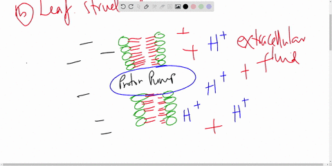 a-proton-pump-works-by-_____-a-using-atp-to-pump-protons-out-of-the-cell-b-pumping-atp-into-the-cell-c-using-a-proton-gradient-to-pump-protons-out-of-the-cell-d-moving-protons-and-nitrates-i-82017