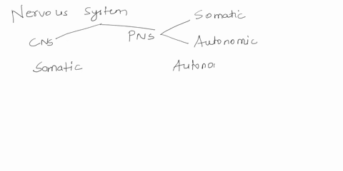 assess-the-similarities-and-differences-between-the-somatic-nervous-system-and-the-autonomic-nervous-system-05295