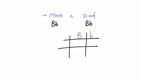 b-b-bb-bb-heterozygous-mom-possible-offspring-genotypes-1-what-is-both-parents-genotype-2-what-is-both-parents-phenotype-3-what-are-all-the-possible-offspring-genotypes-4-what-are-all-the-po-11371