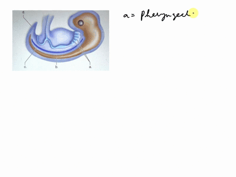 match-the-chordate-characteristics-with-the-letter-on-the-image-above-dorsal-nerve-chord-pharyngeal-pouches-postanal-taill-notochord-00203