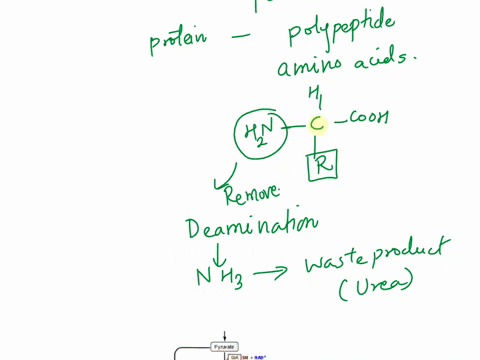 question-41-pjls-in-animal-cells-proteins-can-also-be-used-as-an-energy-source-or-fuel-to-produce-atp-this-mostly-occurs-during-starvation-periods-when-sufficient-carbohydrates-and-fats-are-55111