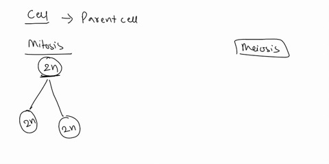 a-cell-contains-the-same-dna-as-its-parent-cell-this-is-a-result-of-which-process-a-mitosis-b-meiosis-c-gamete-formation-d-fertilization-71248