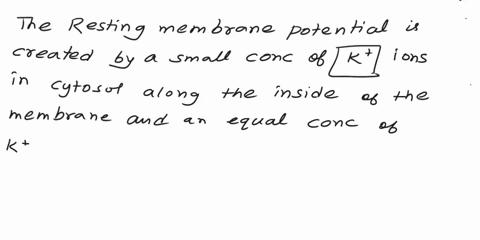 drag-and-drop-the-correct-word-or-phrase-to-complete-the-sentences-related-to-the-resting-membrane-potential-the-resting-mermbrane-potontial-is-created-by-a-small-concontration-of-ions-in-th-44187