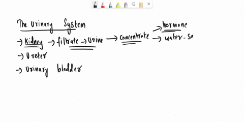 which-of-the-following-is-not-a-function-of-the-urinary-system-0-a-maintenance-of-acid-base-balance-b-maintaining-blood-volume-0-c-excretion-of-metabolic-wastes-dmaintenance-of-water-salt-ba-94018