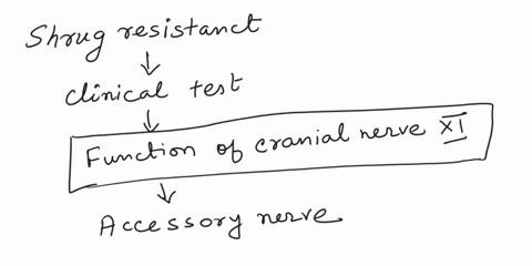 shrug-resistance-is-a-clinical-test-for-cranial-nerve-xi-accessory-nerve-function-spina-bifida-damage-to-the-corticospinal-tract-proprioceptors-26046