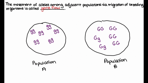gene-flow-and-microevolution-evaluate-your-understanding-of-the-process-of-gene-flow-by-completing-each-statement-not-all-choices-will-be-used_-the-movement-of-alleles-among-adjacent-populat-33854