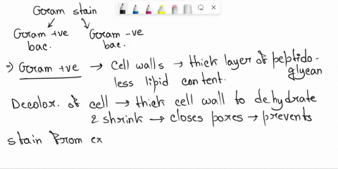 understand-how-and-why-bacterial-structure-of-gram-positive-and-gram-negative-bacteria-contribute-to-their-differentiation-by-the-gram-stain-process-relate-to-this-would-the-term-gram-positi-17803