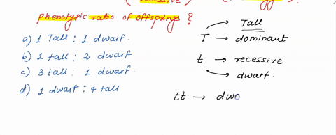 use-a-punnett-square-to-predict-the-offspring-in-a-cross-between-a-dwarf-pea-plant-homozygous-recess-83781