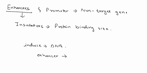 enhancers-can-influence-the-transcription-of-genes-far-away-on-the-same-chromosome-how-are-the-effec-73975