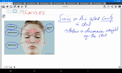 explain-briefly-the-significance-of-sinuses-in-our-body-95737