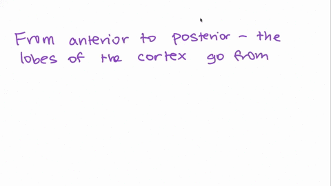 which-of-the-following-sequences-correctly-identifies-the-orders-of-the-lobes-of-the-cortex-from-anterior-to-posterior-frontal-temporal-and-parietal-posterioroccipital-temporal-and-parietal-22477