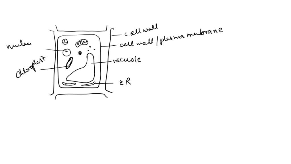 SOLVED Cells are better being small which is why they divide. List 5