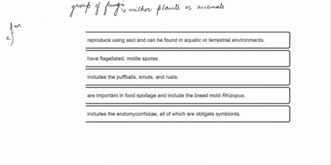 like-protists-fungi-are-diverse-choose-the-correct-fungal-group-for-each-set-of-characteristics-drag-the-terms-on-the-left-to-the-appropriate-blanks-on-the-right-to-complete-the-sentences-vi-87427