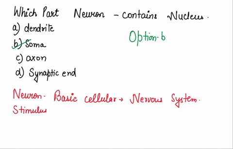 which-part-of-a-neuron-contains-the-nucleus-44432
