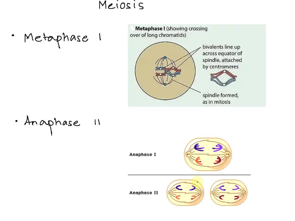 SOLVED: Which response describes the behaviour of chromosomes in ...