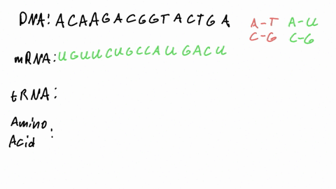 fillin-the-diagram-dna-trna-amino-acids-mrna-65568