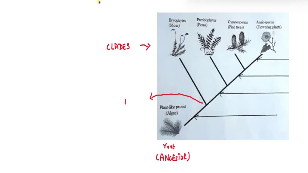 cladogram worksheet
