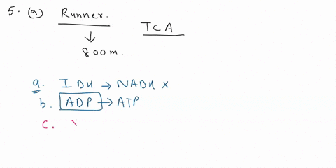5-a-a-long-distance-runner-is-training-and-part-of-the-training-requires-running-multiple-sets-of-800-m-runs-in-order-to-increase-her-stamina-energy-generation-by-the-tca-cycle-is-enhanced-u-87596