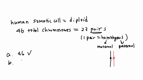 concerning-chromosomes-of-human-somatic-cells-one-is-not-correct-a-a-total-of-46-chromosomes-b-22-pairs-of-autosomes-c-23-pairs-of-homologous-chromosomes-in-females-d-23-pairs-of-homologous-chromoso-2