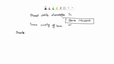 blood-cells-develop-from-stem-cells-in-_____-a-epidermis-b-dermis-c-cartilage-d-bone-56353