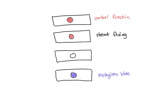 if-you-had-a-mixed-preparation-of-staphylococcus-aureus-and-mycobacterium-smegmatis-on-a-slide-and-planned-to-do-an-acid-fast-stain-but-you-accidentally-use-the-decolorizer-from-the-gram-sta-05015