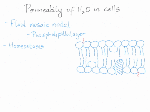 what-would-happen-to-a-cell-if-the-cell-membrane-was-made-of-a-molecule-that-did-not-repelled-water-19648