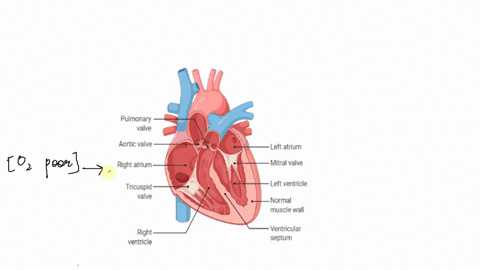 the-first-heart-sound-represents-which-portion-of-the-cardiac-cycle-a-atrial-systole-b-ventricular-s-52976