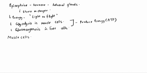 explain-why-epinephrine-adrenalin-stimulates-glycolysis-in-muscle-and-gluconeogenesis-in-liver-84245