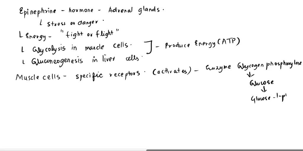 SOLVED: Explain why epinephrine (adrenalin) stimulates glycolysis in ...