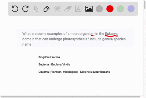 what-are-some-examples-of-a-microorganism-in-the-eukarya-domain-that-can-undergo-photosynthesis-include-genusspecies-name-67132
