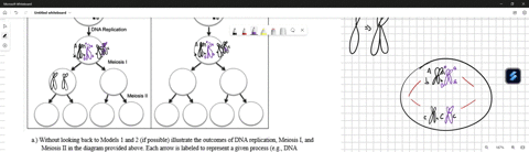 read-this-when-homologous-chromosomes-align-in-the-center-of-the-cell-during-phase-cl-of-model-the-orientation-of-one-pair-homologous-chromosomes-is-independent-of-the-orientation-of-any-oth-97982