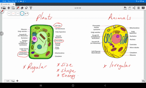 Compare and contrast the structures in a plant cell and an...
